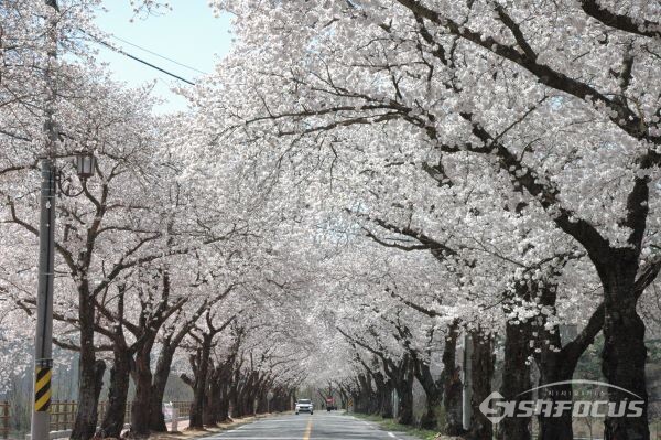 만개한 벚꽃들이 화려한 자태를 뽐내고 있다. 사진/김대섭 기자