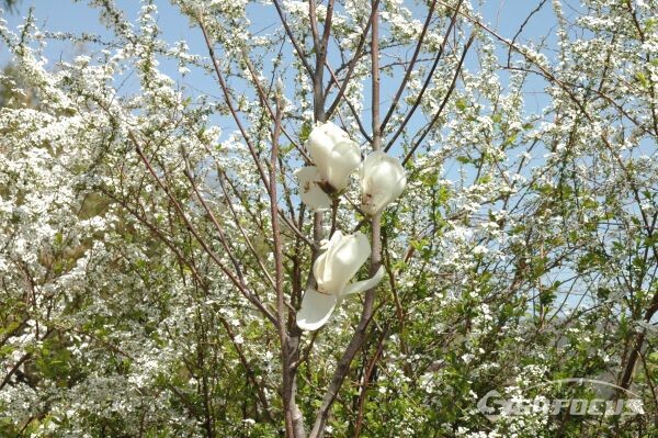 하얀 목련이 수줍은 듯 다른 나무사이에서 꽃망울을 터뜨렸다. 사진/김대섭 기자