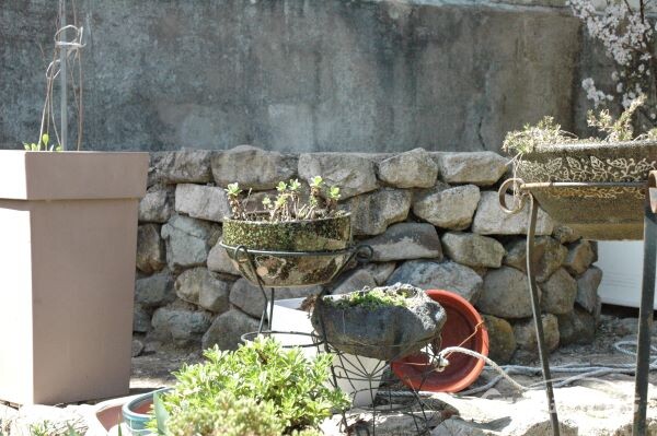 경주 암곡동 한 시골집 앞 마당 우물가에 놓인 화분에도 따스한 봄 햇살을 받은 꽃들이 자신의 아름다움을 뽐내고 있다. 사진/김대섭 기자