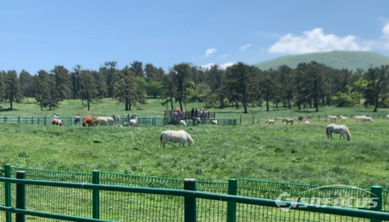 5·16 도로변 제주마 방목지.사진/문미선 기자