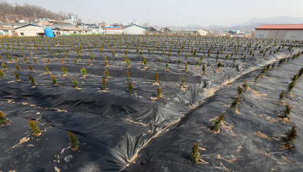 최근 LH직원들의 투기 의혹이 불거진 경기 시흥시 과림동 일대에 식재돼 있는 묘목 모습 / ⓒ뉴시스DB