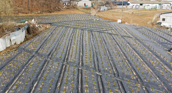 LH직원들의 투기 의혹이 불거진 경기 시흥시 과림동 일대에 식재돼 있는 묘목 모습 / ⓒ뉴시스DB