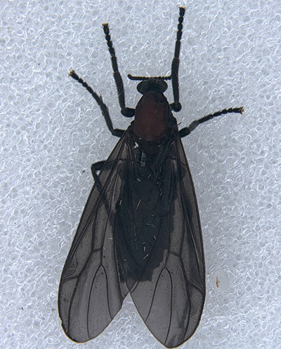 붉은등우단털파리. ⓒ국립산림과학원