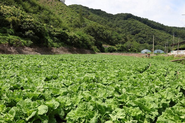충북 괴산군에 위치한 CJ제일제당 '그린로즈' 시범 재배지 전경 ⓒCJ제일제당